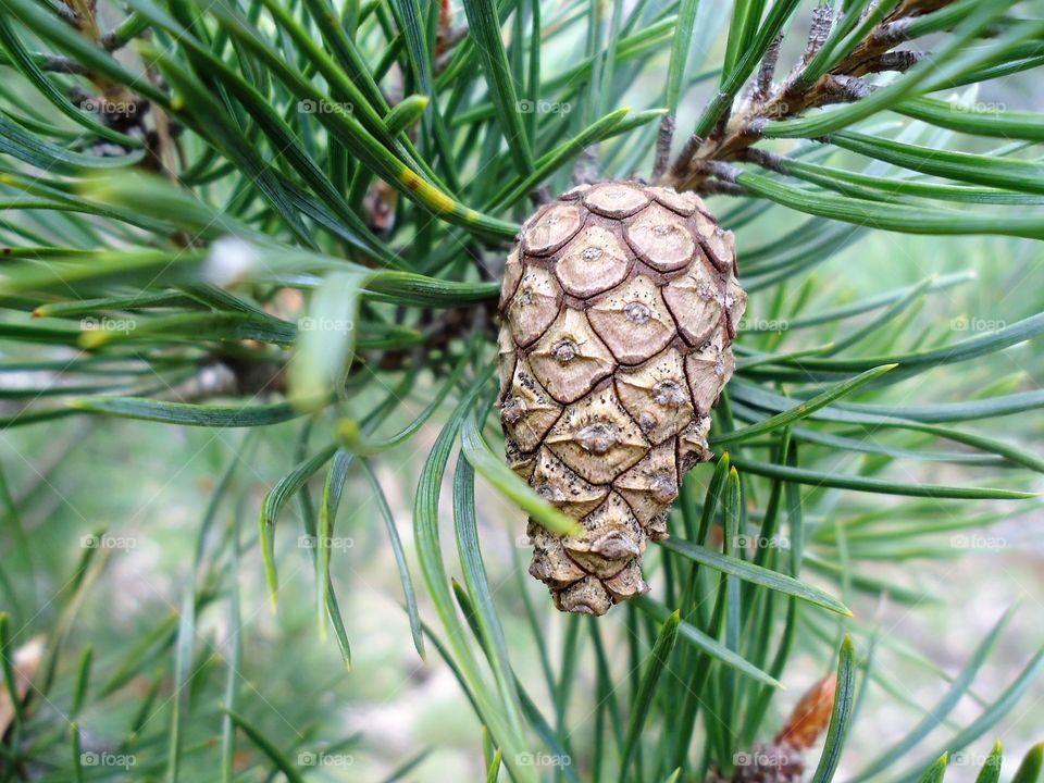 Pine nuts are the edible seeds of pines family Pinaceae, genus Pinus