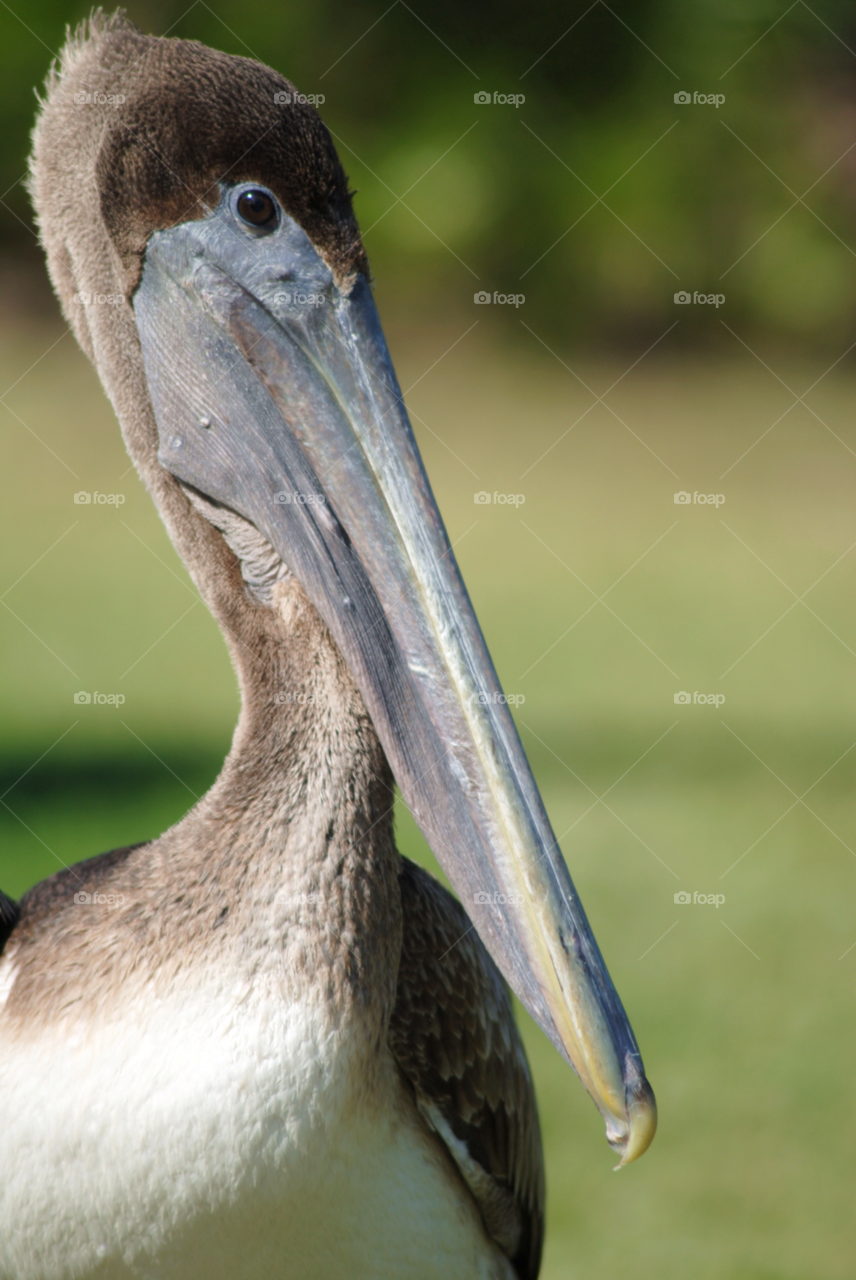 birds bird pelican pelicans by sher4492000