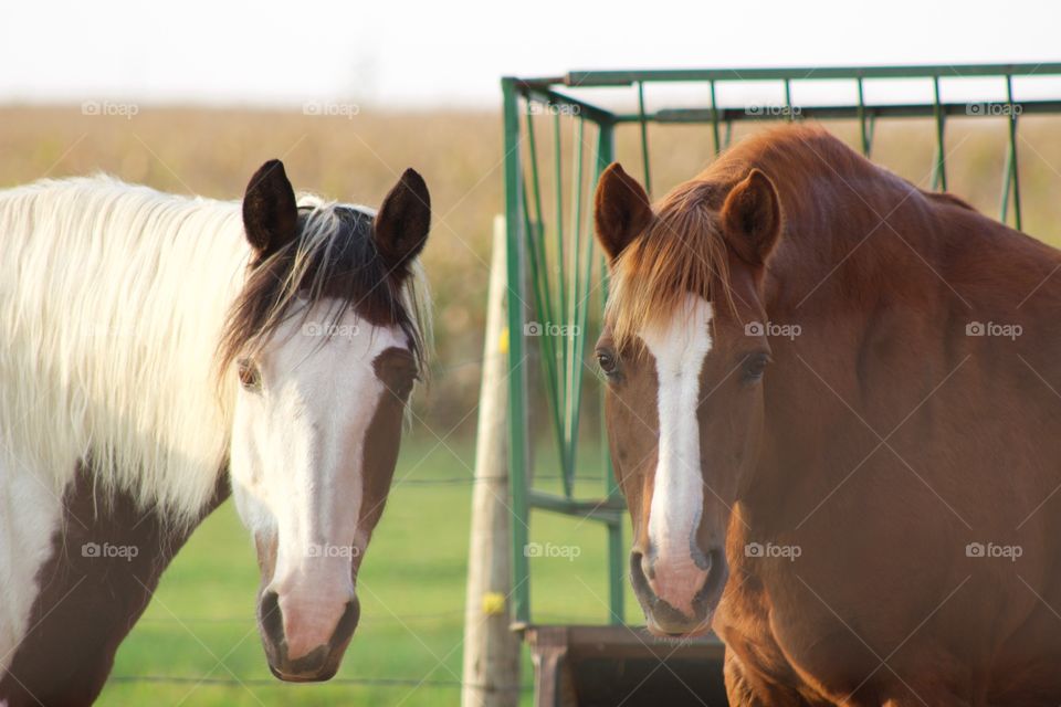 Two horses standing in front of a hay feeder, looking at the camera, on a beautiful early autumn day