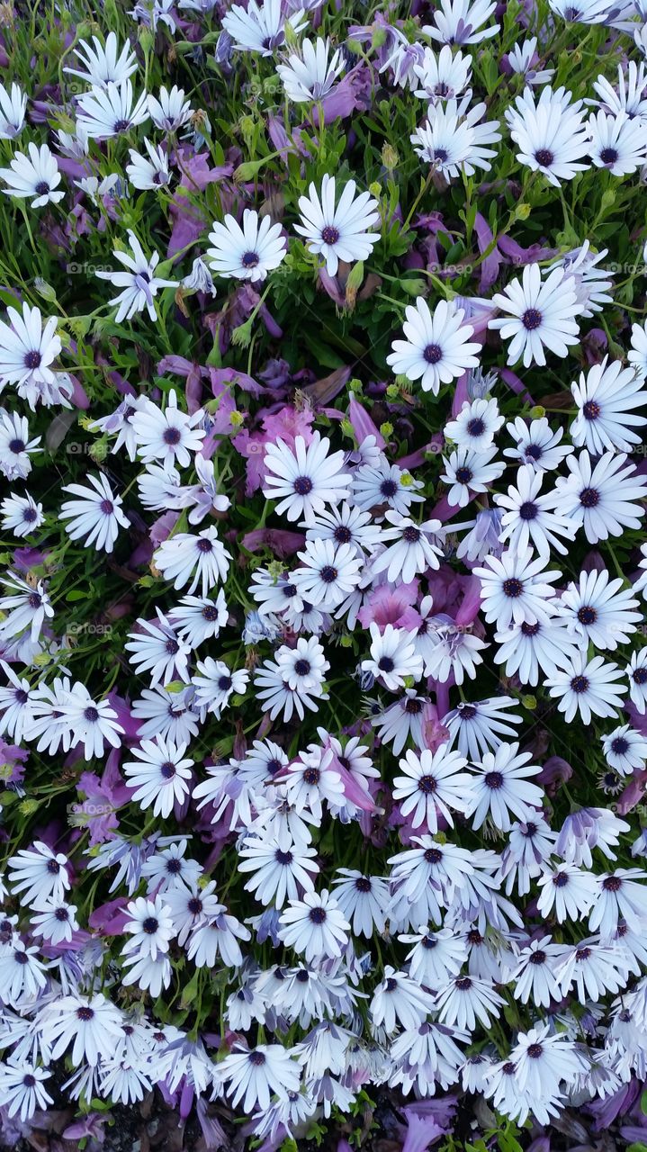 White Daisies under a tree dropping pink blossoms!