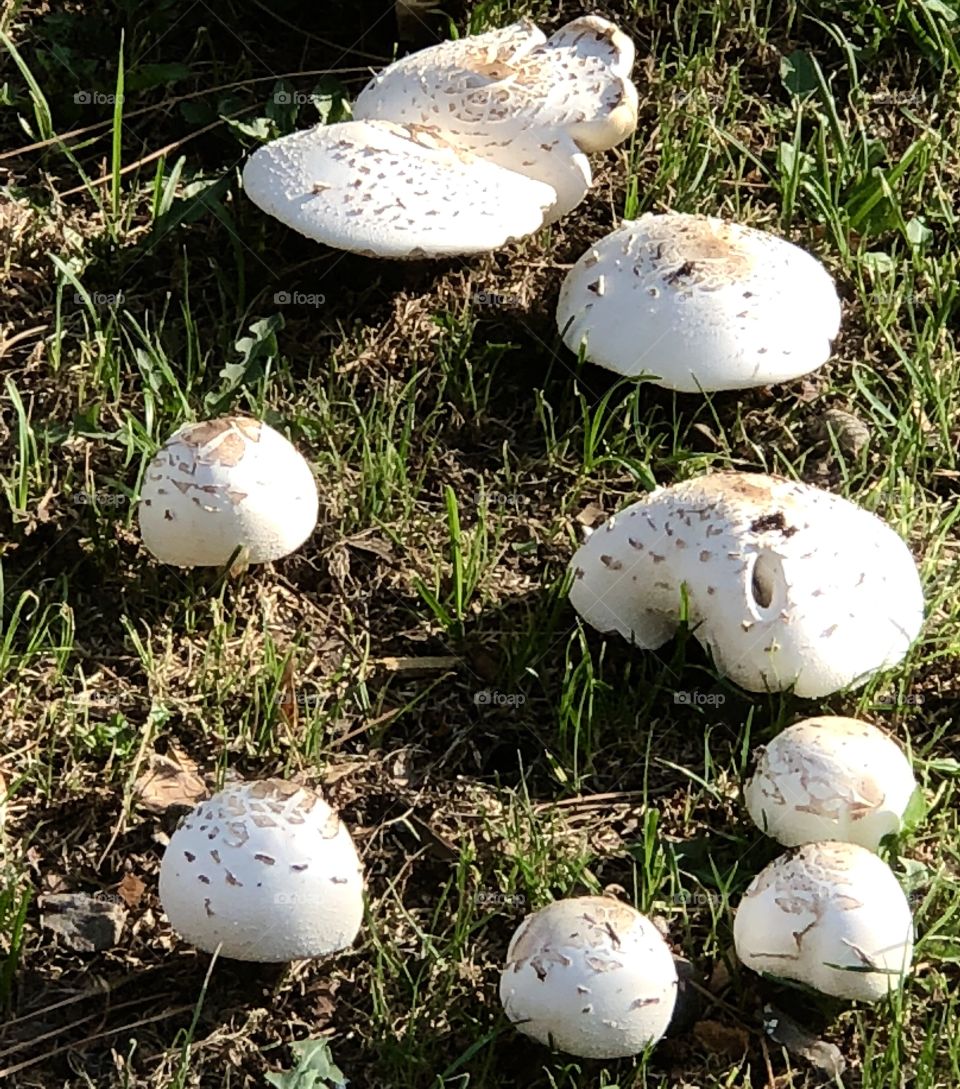 Mushroom Circle