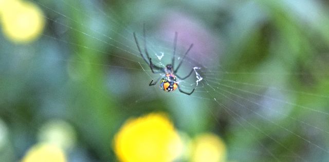 Garden Guest
