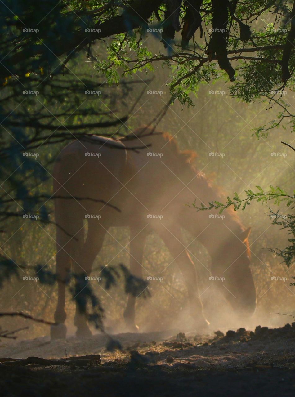Wild Horse in Forest of Light and Dust