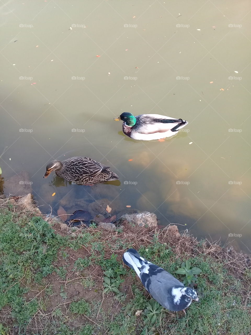 Pato, pomba, peixe, marreco... há de tudo aqui no Jardim Botânico Eloy Chaves, convivendo harmonicamente!