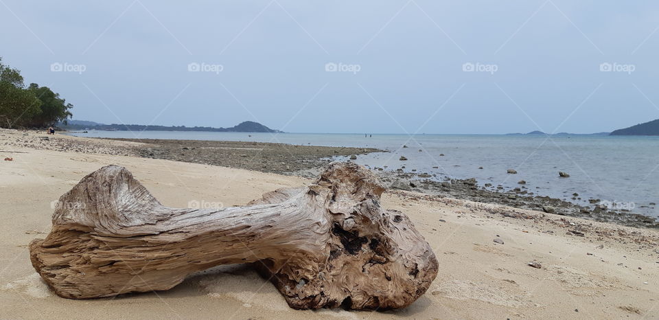 Driftwood beached on a beach (Thailand)