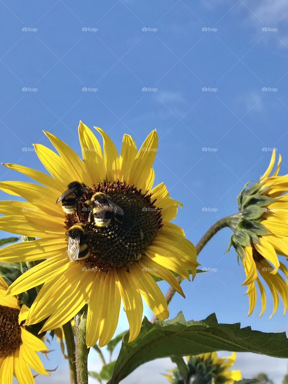 Bumblebee on sunflower