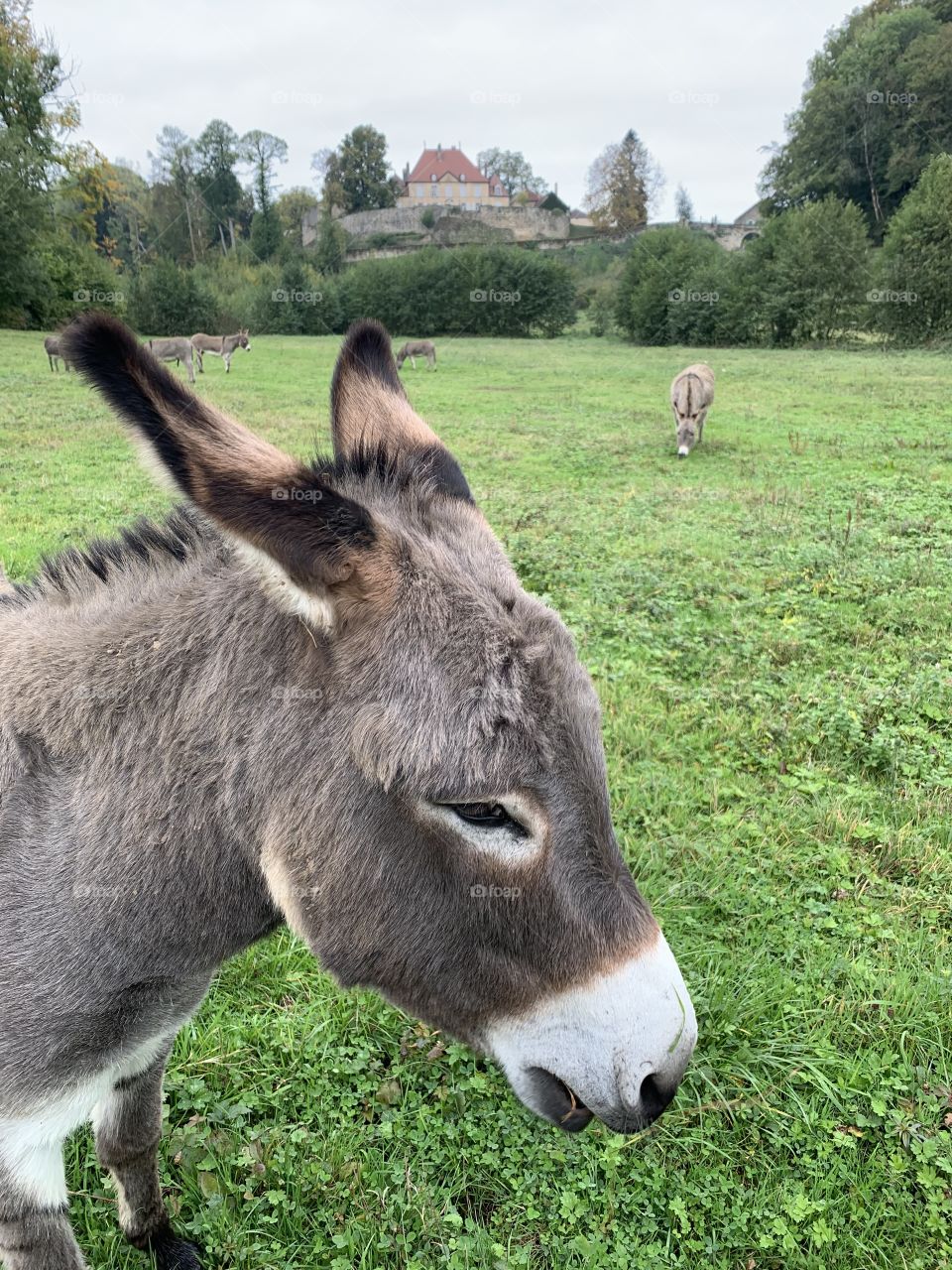 Donkey life 