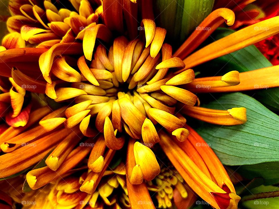 Golden Chrysanthemums. 