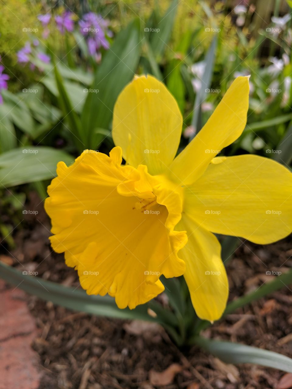 bright daffodil