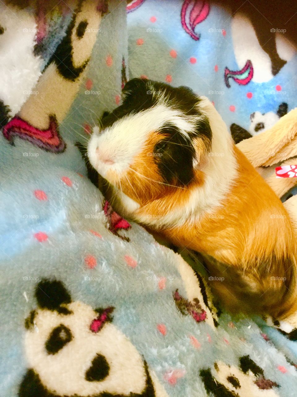Love my guinea pig Jonathan  