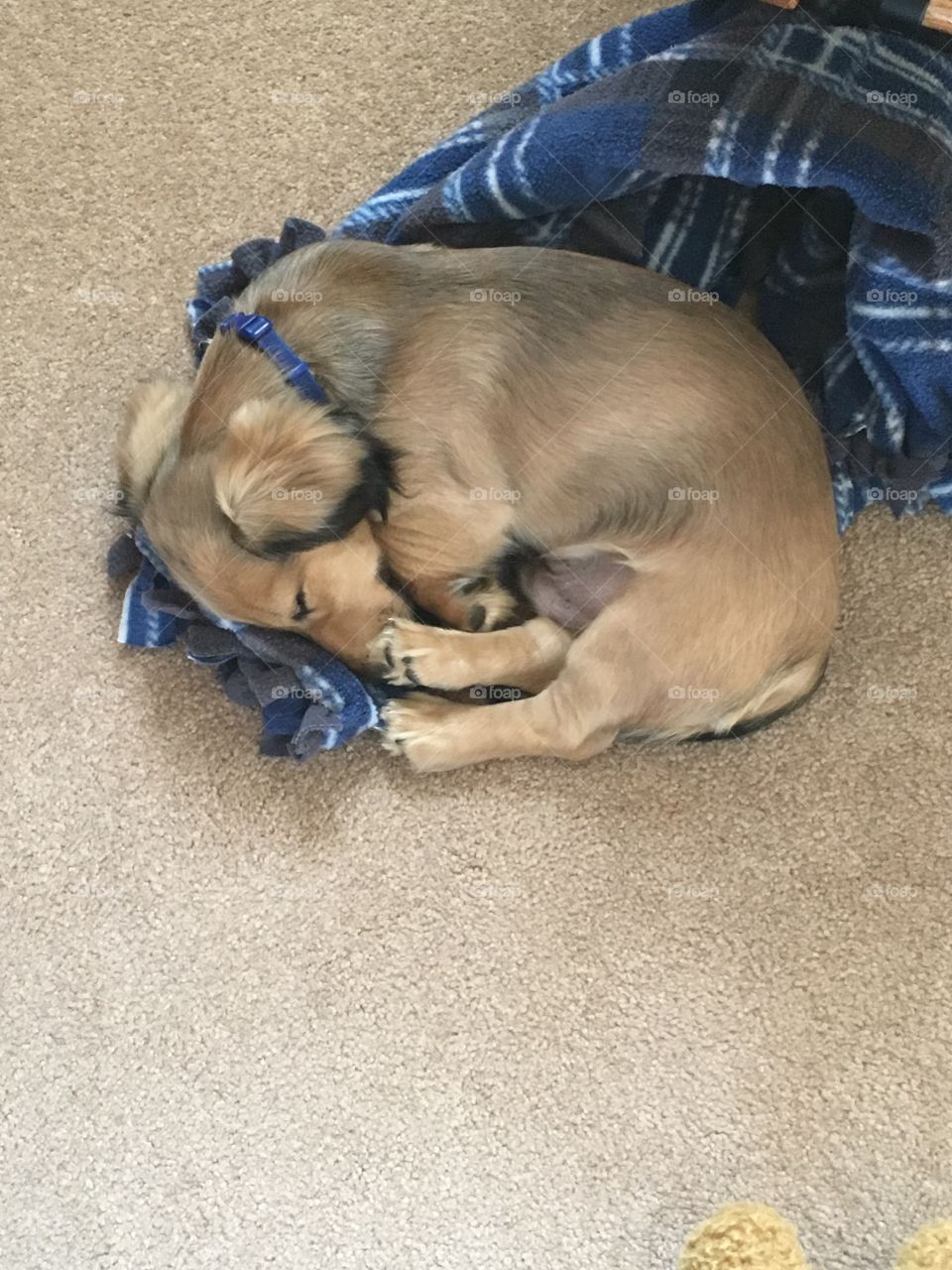 Sleepy puppy with back foot on nose