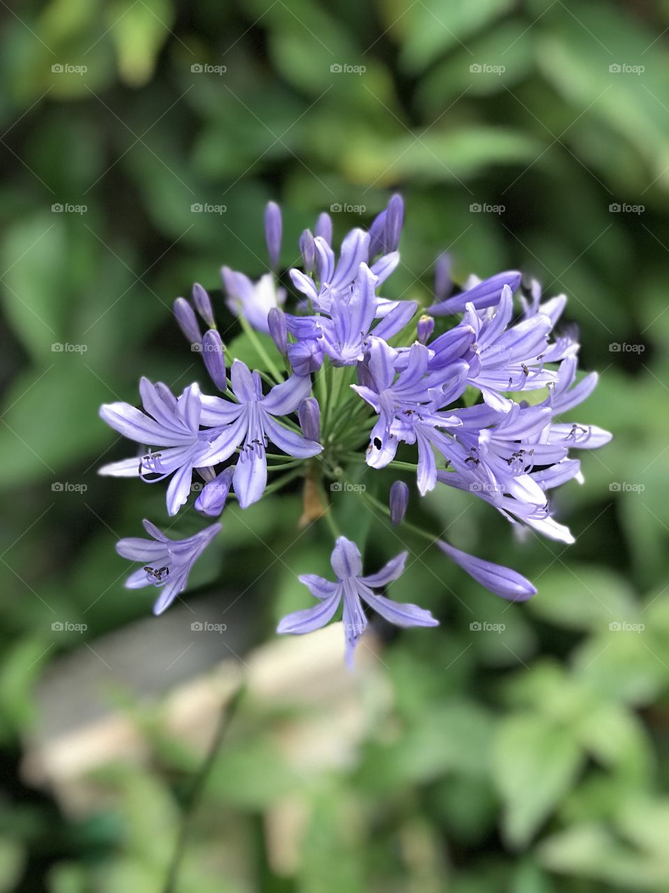 Beautiful flower found in my garden 