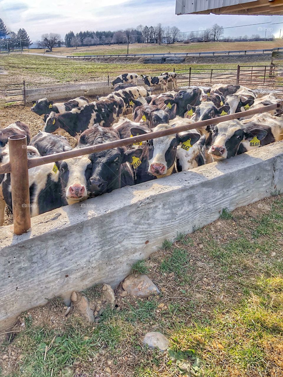 Dairy cows cheese 😂