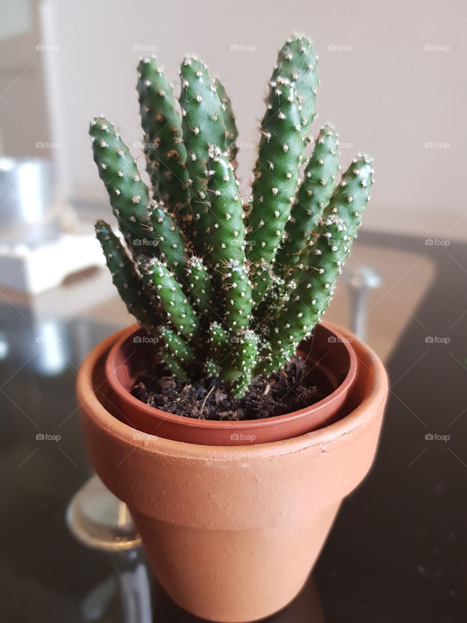 Mini Cactus