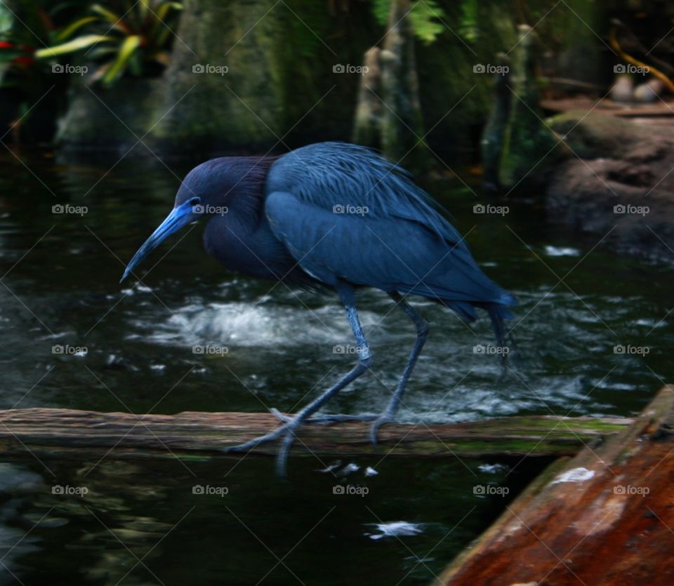 a bird so black it appears blue