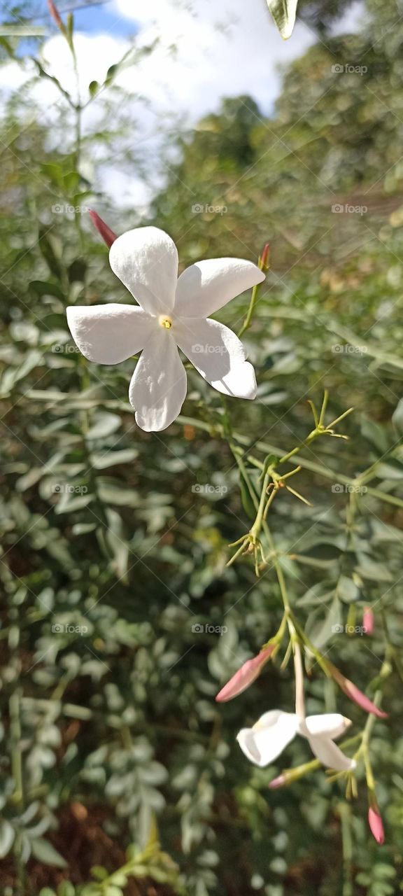 jasmine flower