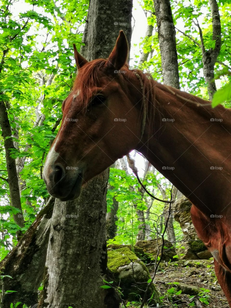 Russia view zoo animals wild outside outdoor day part details capture life