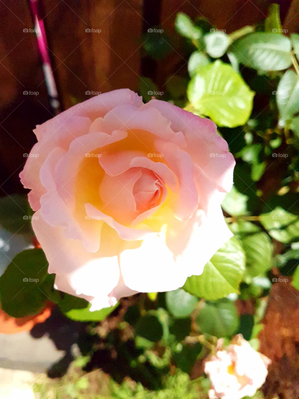 pink rose 5