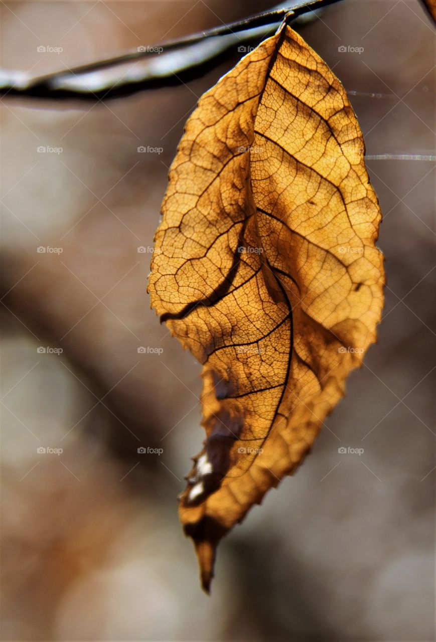 golden autumn leaf.