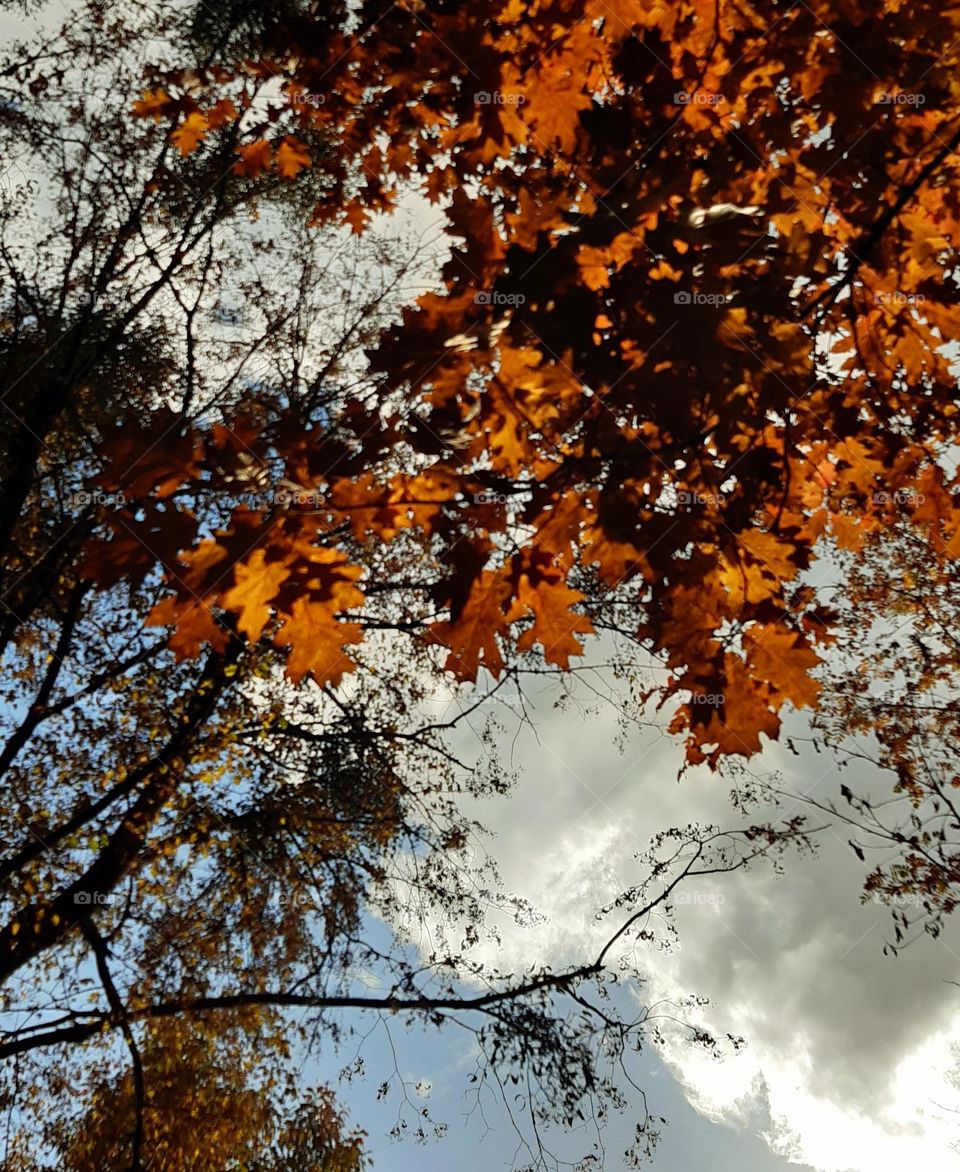 sky through red leaves 🍁