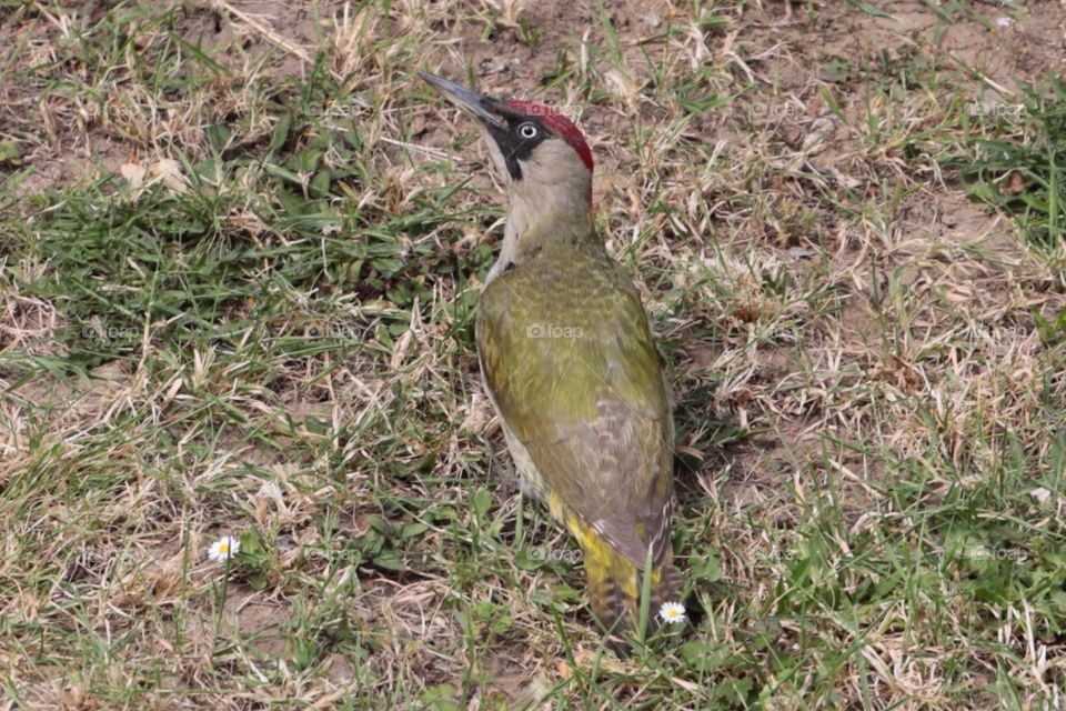 Woodpecker. Taken from my window, lucky to have camera at hand. 
