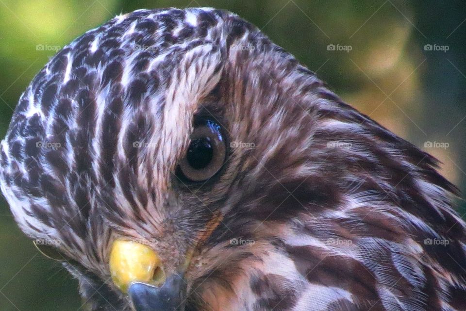 Attentive hawk
