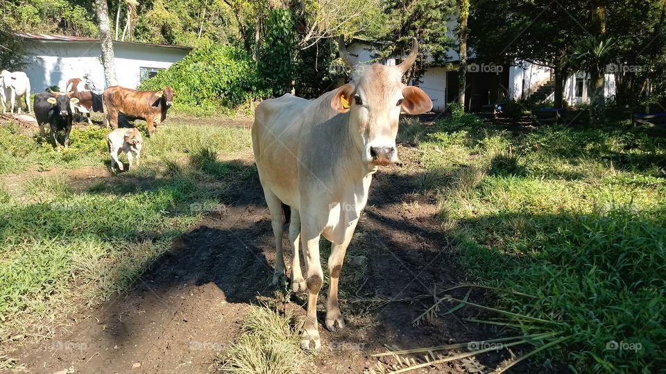 BUE, MUCCA, CALF, CATTLE, FLOCK, PASTURE, NATURA, AMBIENTE.