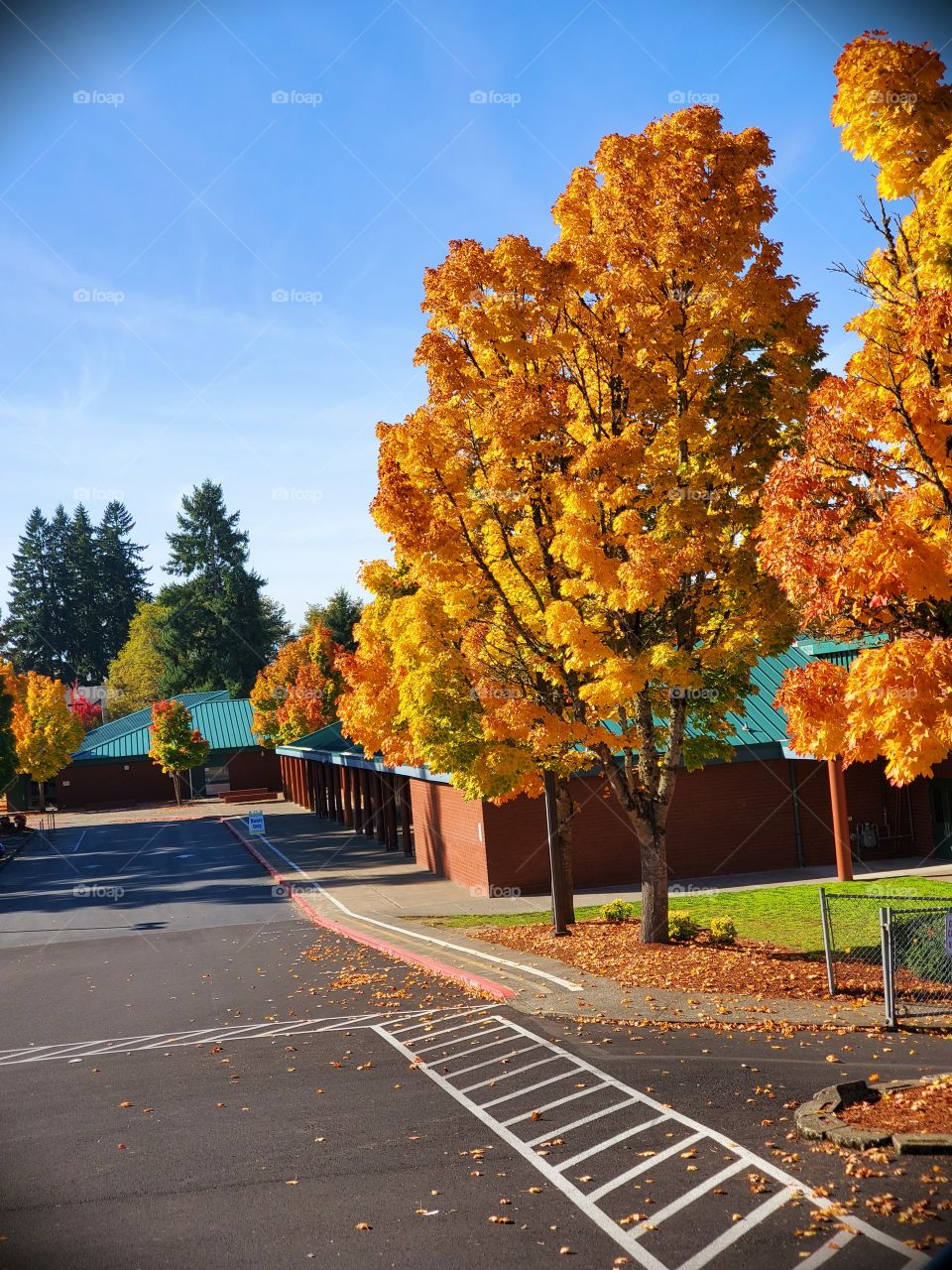 trees school crossing autumn fall leaves