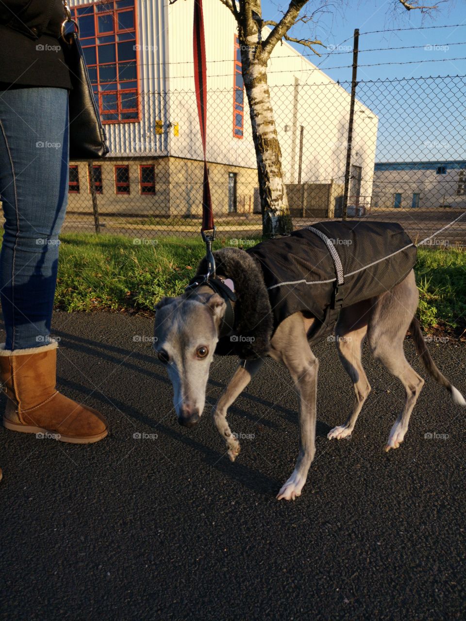 Greyhound