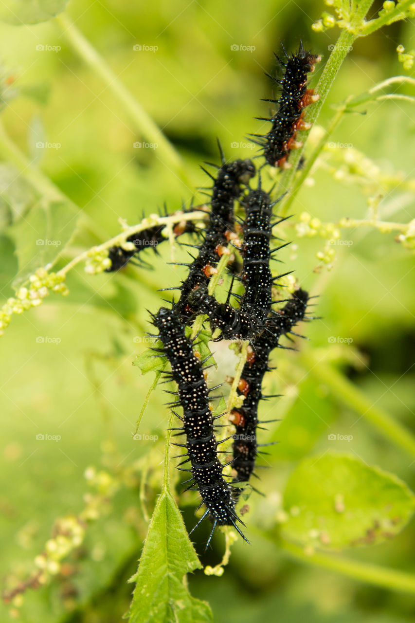 Insect, Caterpillar, Nature, Butterfly, Worm