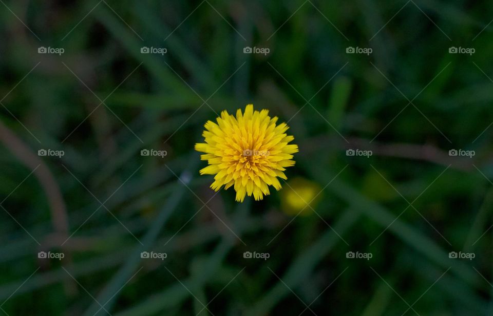 yellow wildflower surrounded by tall grass