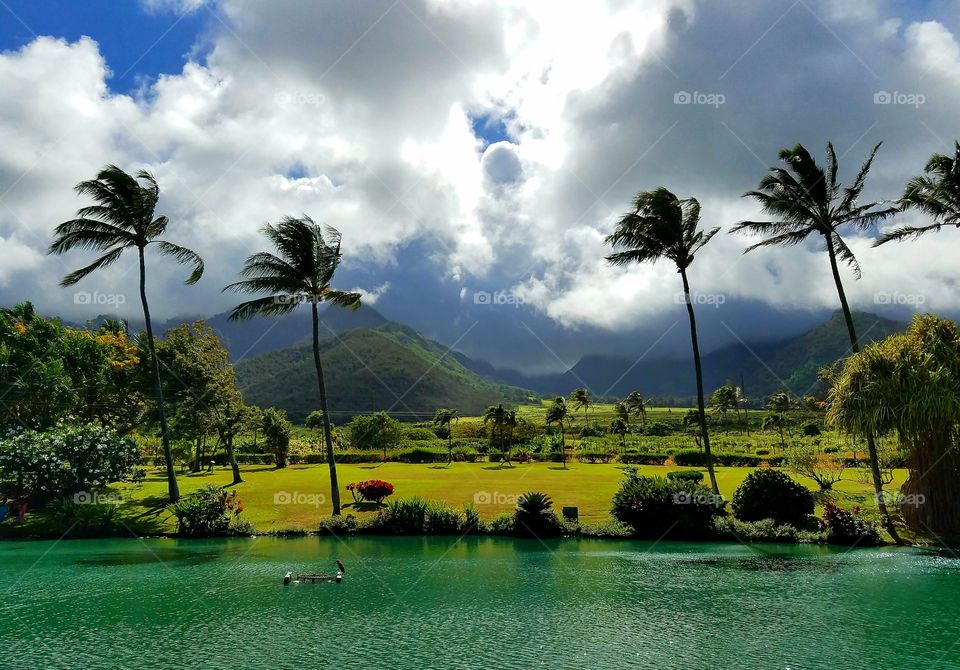 Landscape view of palm trees and lake