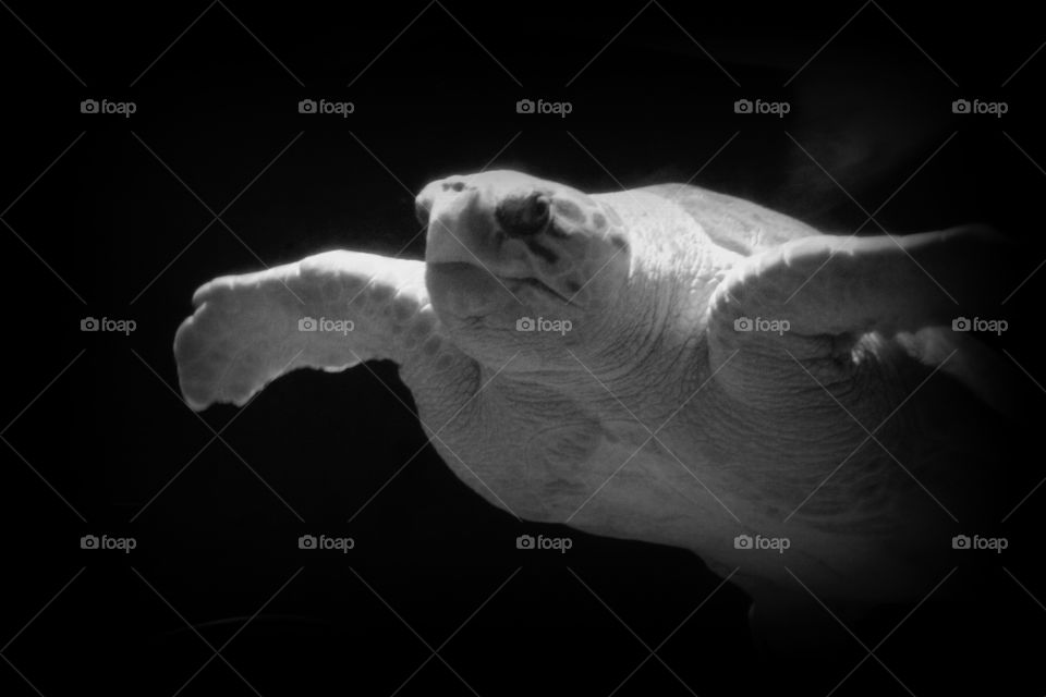 This is a picture in black and white of a sea turtle swimming in an aquarium at the Newport Aquarium in Newport Kentucky.