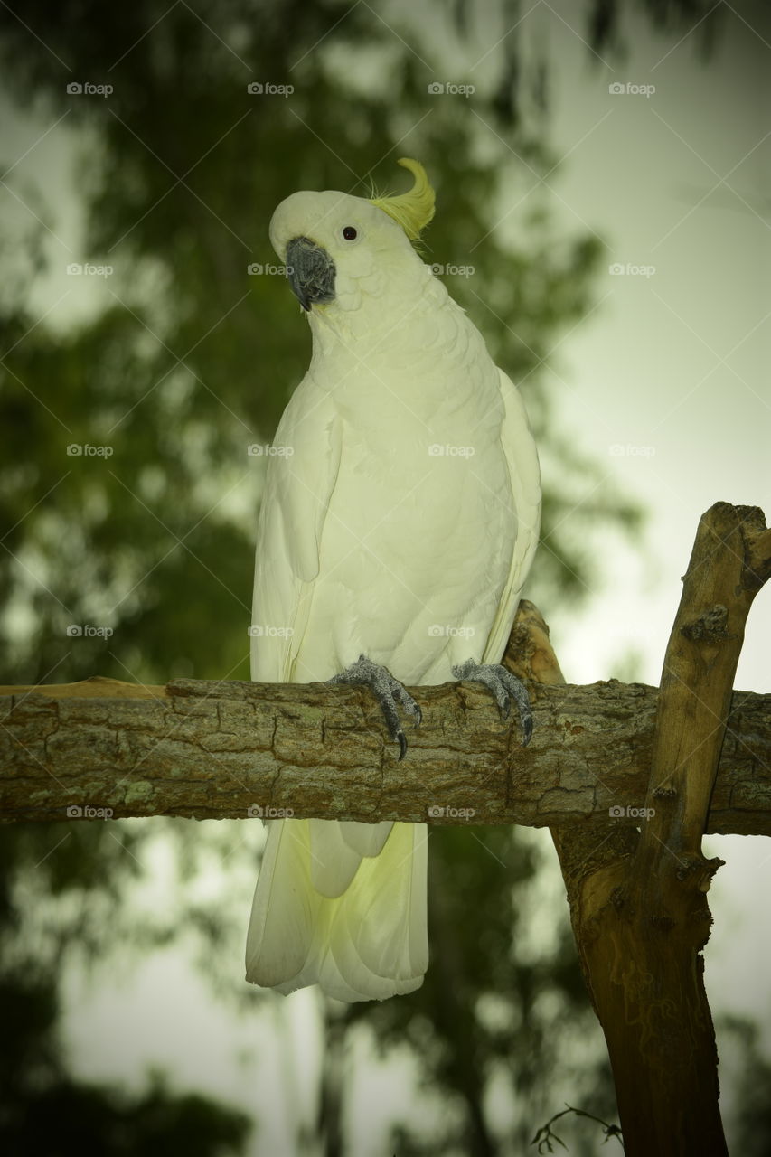 white cockatoo