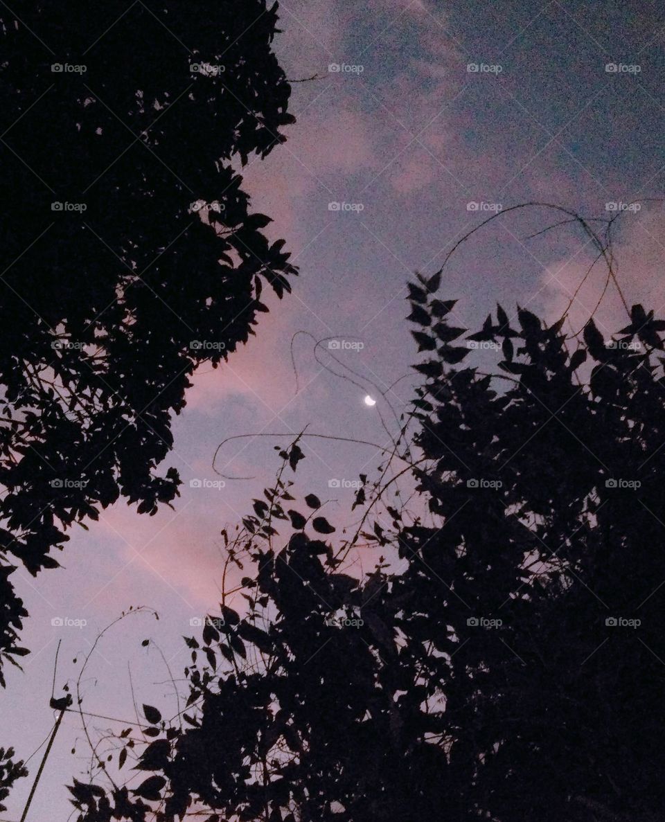 This is a capture of a evening sky scene.There is the moon on middle of the image and the sky is cloudy with pink coloured clouds.The sky is taking blue colour and the surrounding is in dark colour. The sky is can see within trees .