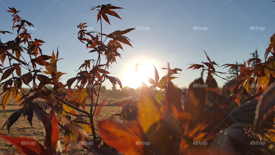 harvest