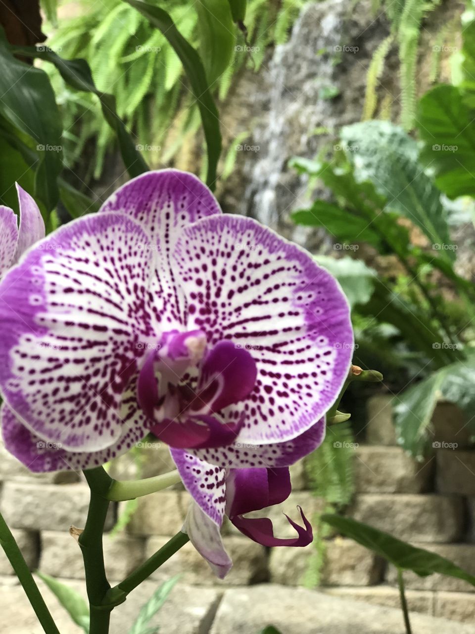 Orchid with waterfall