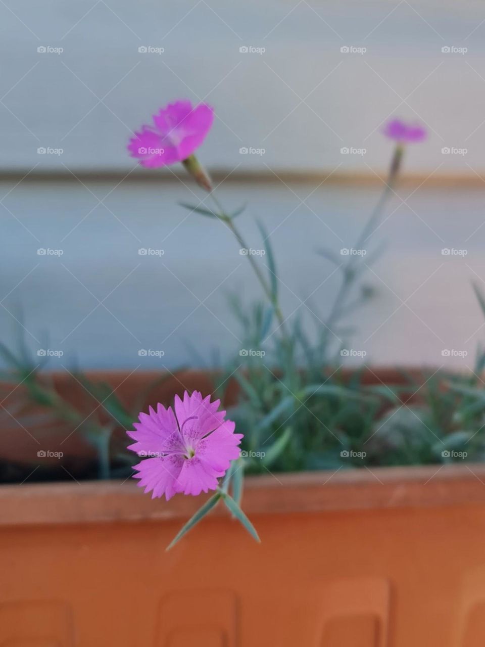 Pink flower