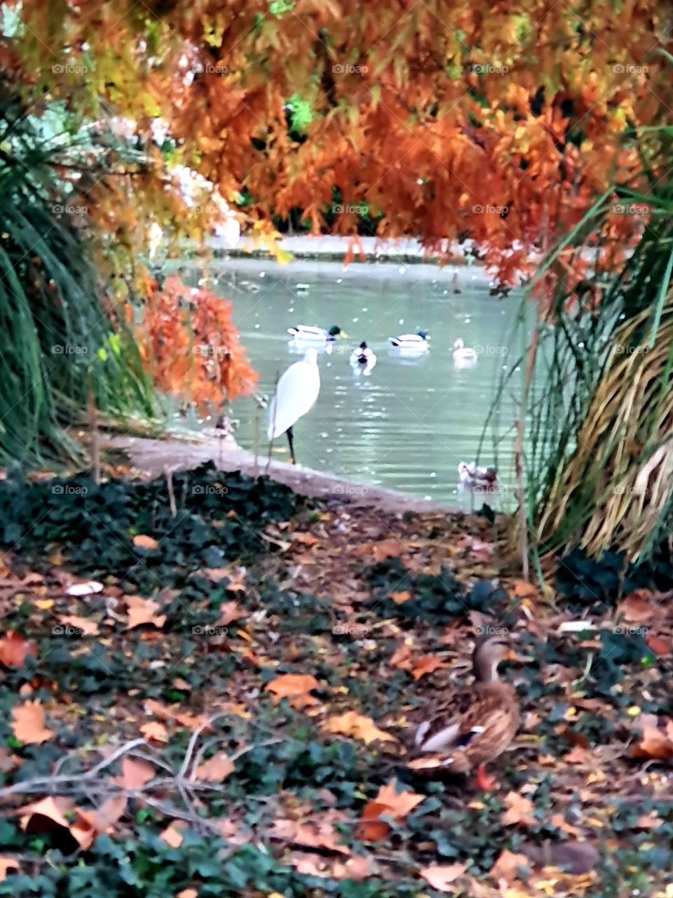 les couleurs de l'automne