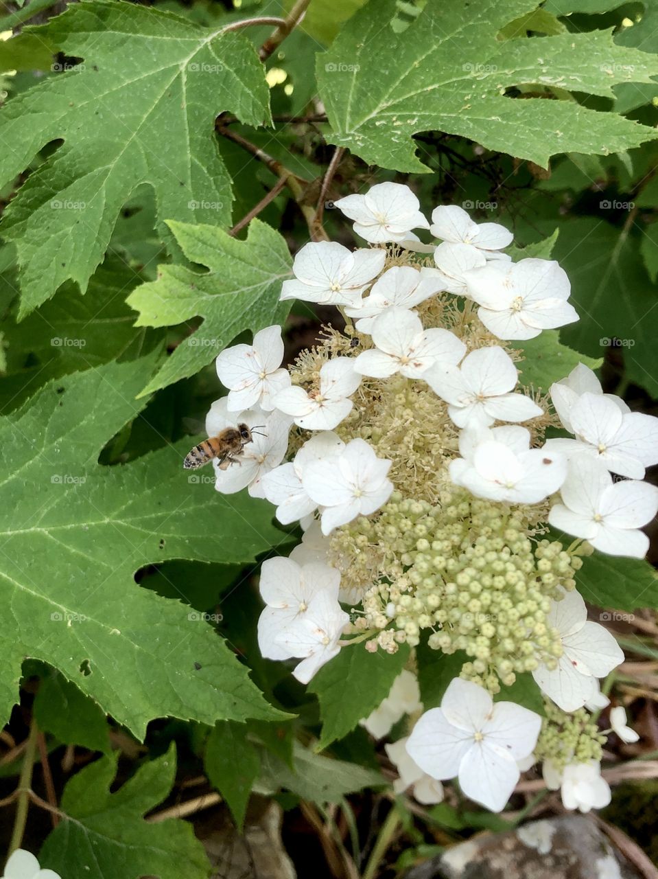 Bee pollinating oak leaf hydrangea 