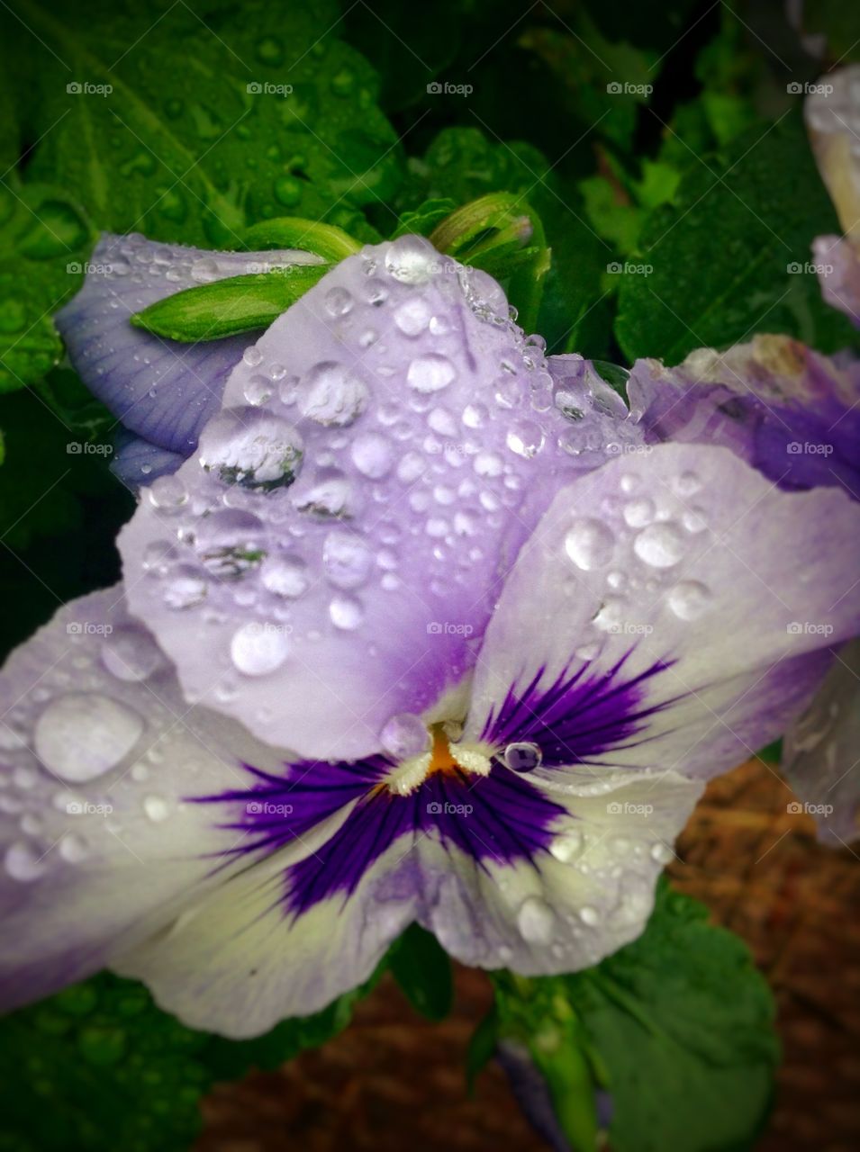 After the rain . Raindrops covering the petals .