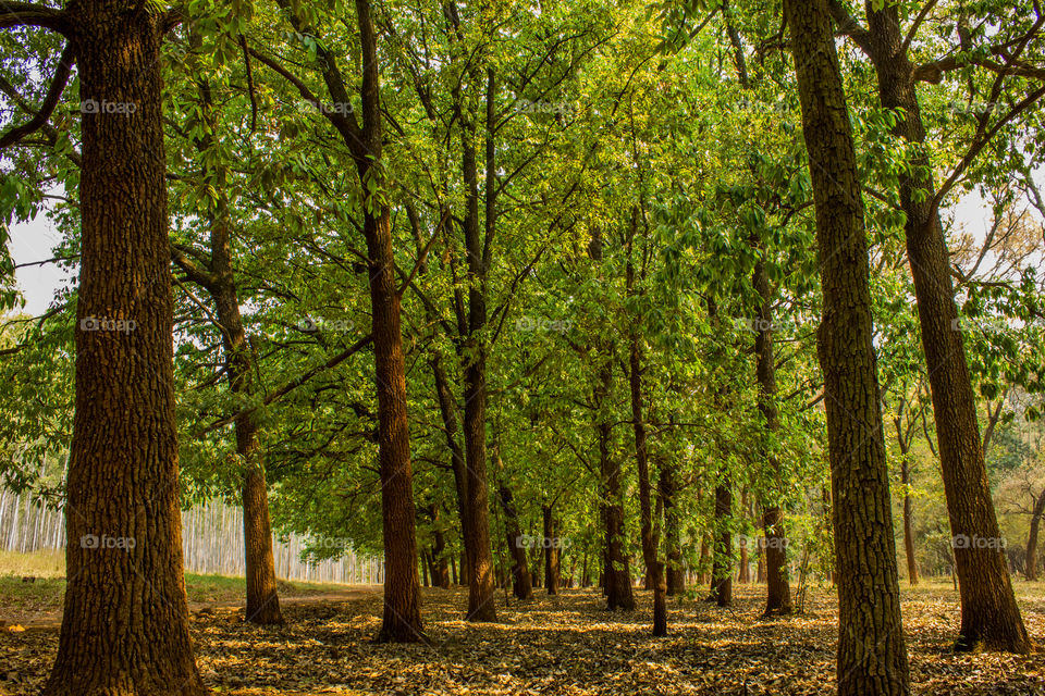 line of trees in a forrest with fallen leafs