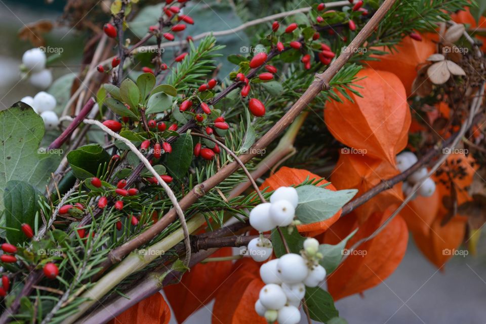 Tree, Nature, Leaf, Branch, Fruit