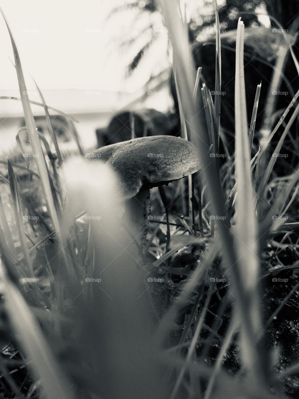 Mushroom in black and white 