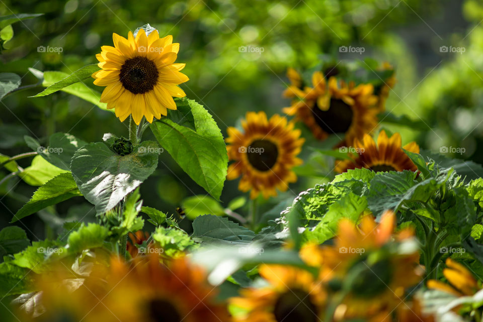 sunflowers bees and bumblebees