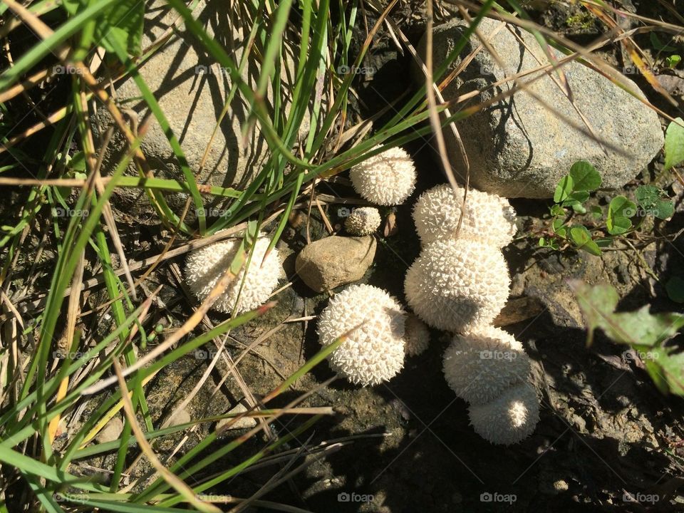 A sort of mushrooms growing in Canada