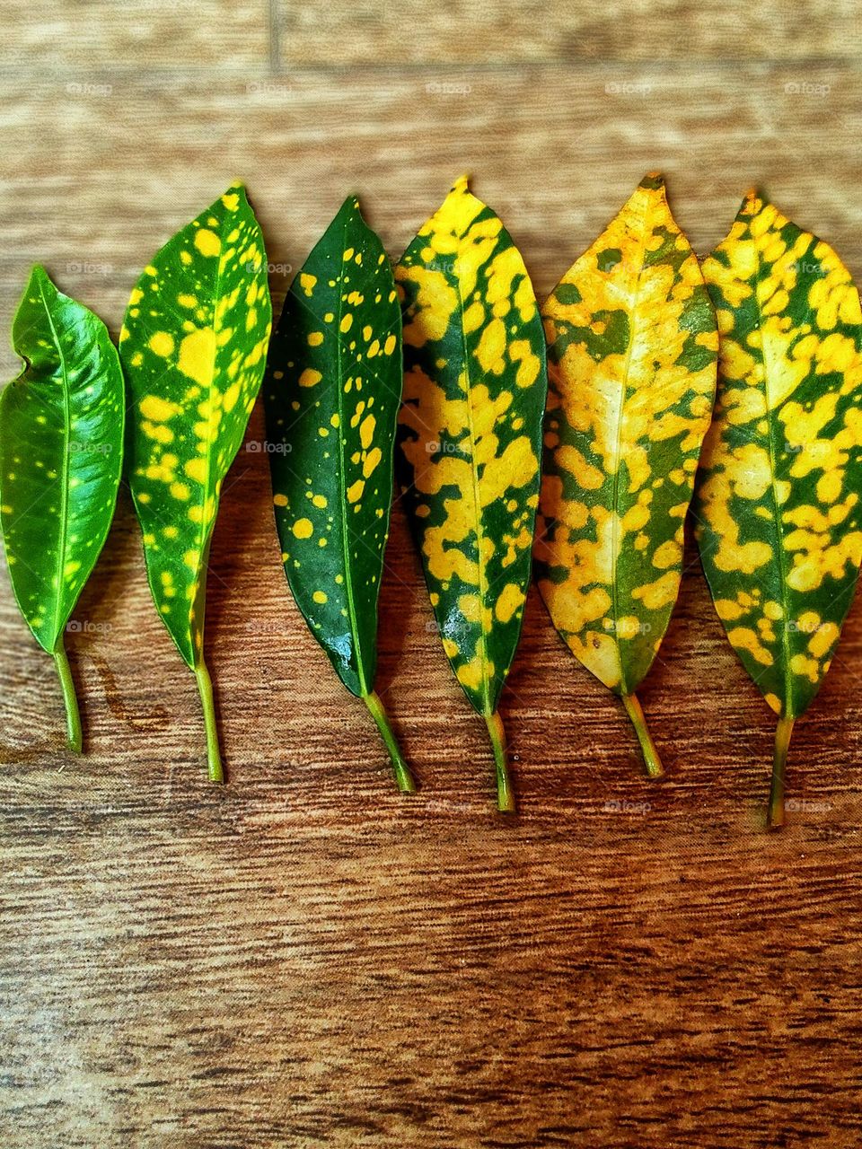 leaves of the same foliage