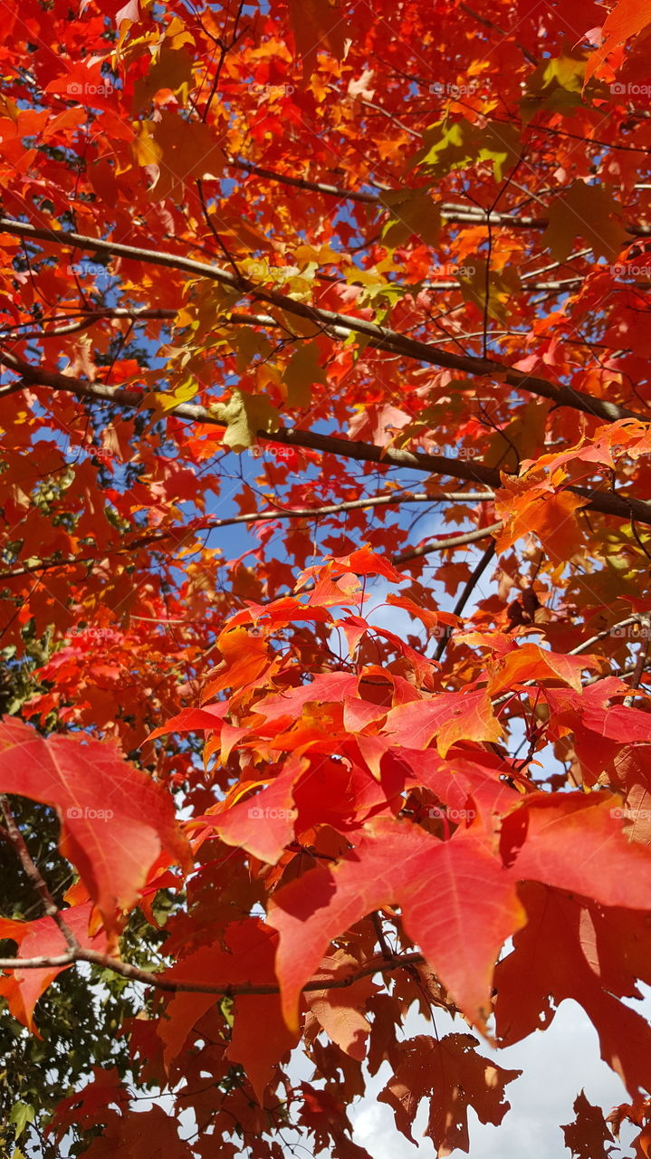 Autumn in New York City. 🍁🍁🍁🍂🍁🍂🍁