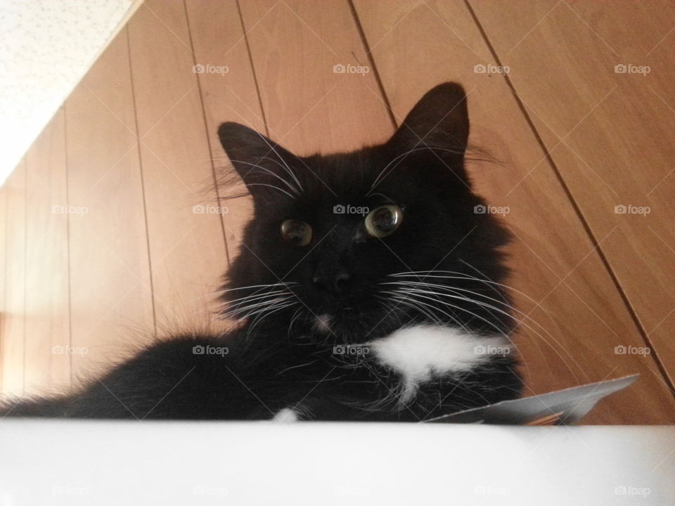 Cat on fridge. Cat relaxing on refrigerator