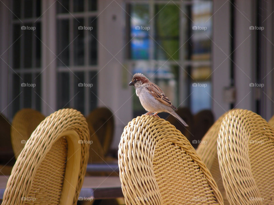 nature chair bird sparrow by fuinha